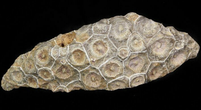 Bargain Fossil Coral (Actinocyathus) Head - Morocco #44880